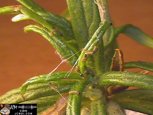 Chalcedon Checkerspot (Euphydryas chalcedona) newly-hatched larvae